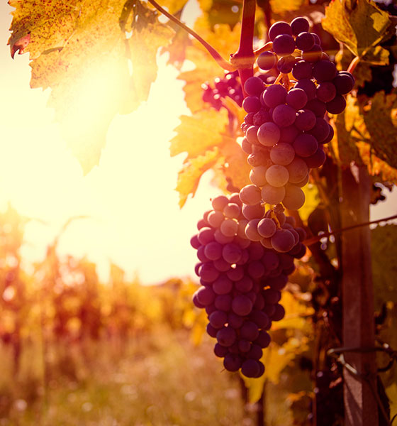 Envoi de SMS pour promouvoir produit